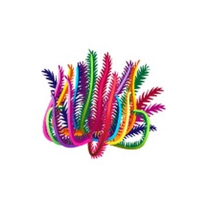 Vibrant Feather Star